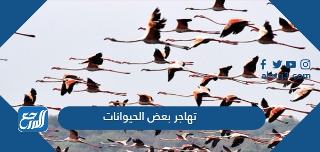 تهاجر بعض الحيوانات