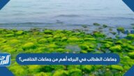جماعات الطحالب في البركه أهم من جماعات الخنافس؟