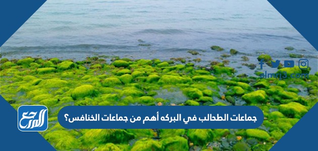 جماعات الطحالب في البركه أهم من جماعات الخنافس؟