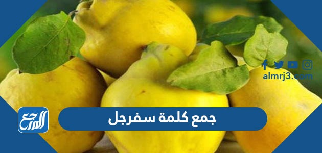 جمع كلمة سفرجل