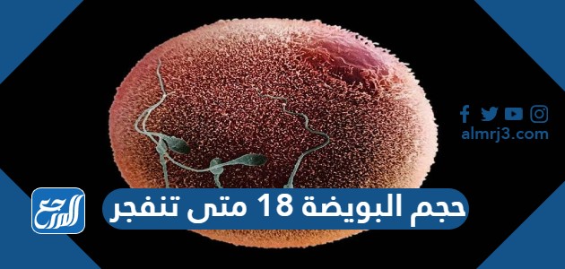 حجم البويضة 18 متى تنفجر