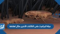حياة البراغيث على الكائنات الأخرى مثال لعلاقة