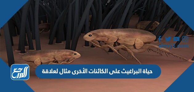 حياة البراغيث على الكائنات الأخرى مثال لعلاقة حياة البراغيث على الكائنات الأخرى مثال لعلاقة