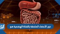 دور الأعضاء الملحقة بالقناة الهضمية هو