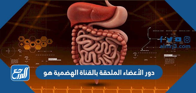 أي الأعضاء التالية عضو ملحق بالقناة الهضمية؟