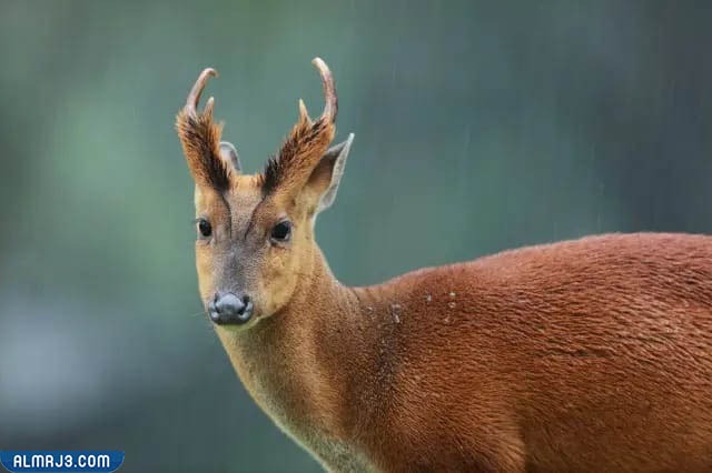 غزلان منجك الهندية