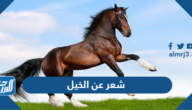 شعر عن الخيل قصير ، اجمل ابيات شعر عن ركوب الخيل