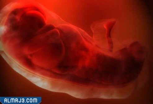 شكل إجهاض الجنين في الشهر الأول بالصور-2