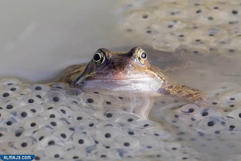 شكل الشرغوف داخل البيضة