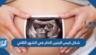 شكل كيس الجنين الذكر في الشهر الثاني