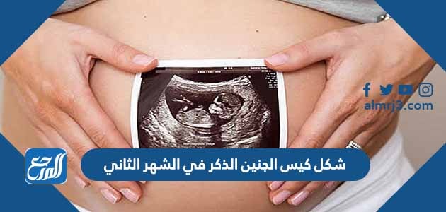 شكل كيس الجنين الذكر في الشهر الثاني