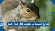 صراخ السنجاب بصوت عال مثال على