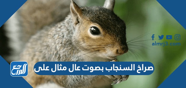 صراخ السنجاب بصوت عال مثال على