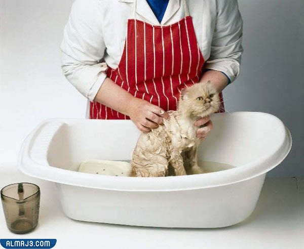 طرق العناية بالقطط في المنزل