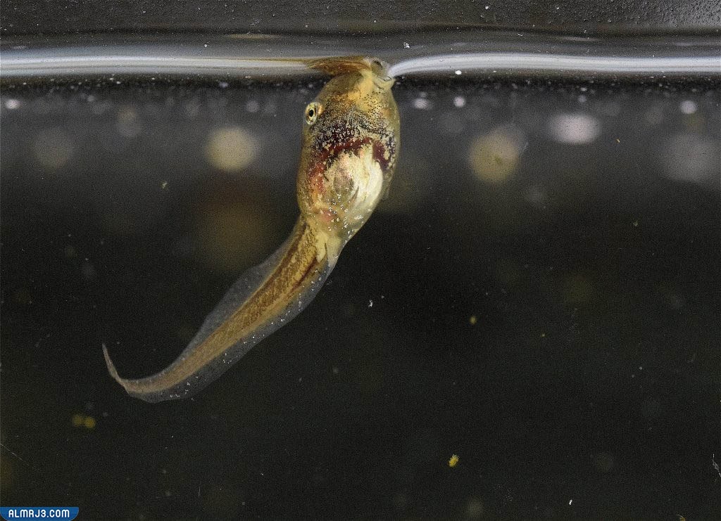 طريقة مص الفقاعة المكتشفة حديثاً في تنفس الشرغوف