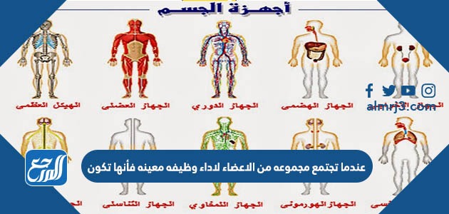 عندما تجتمع مجموعه من الاعضاء لاداء وطيفه معينه فأنها تكون