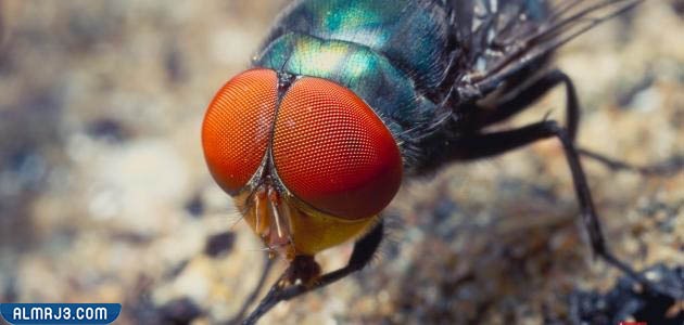 عين الذبابة تحت المجهر
