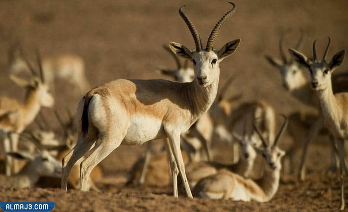 غزال الرمال المنحدر من عائلة غزلان دوركاس