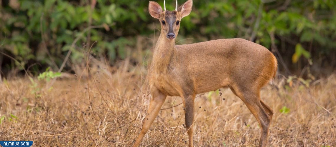 غزلان بروكت - انواع الغزلان بالصور