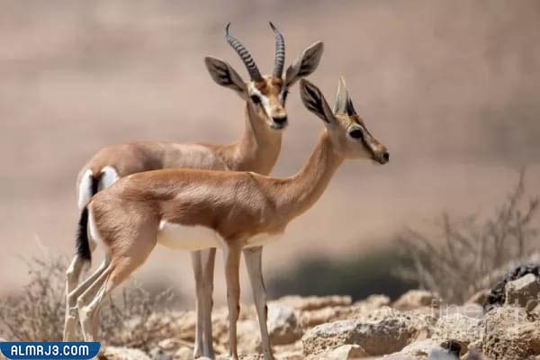 غزال دوركاس أو العفري