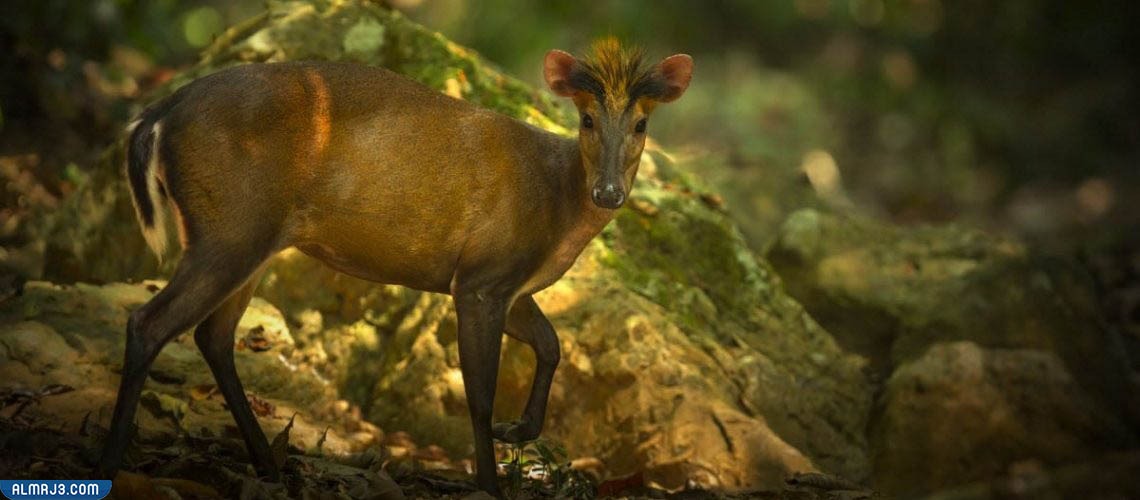 غزال منجك فاي - انواع الغزلان بالصور