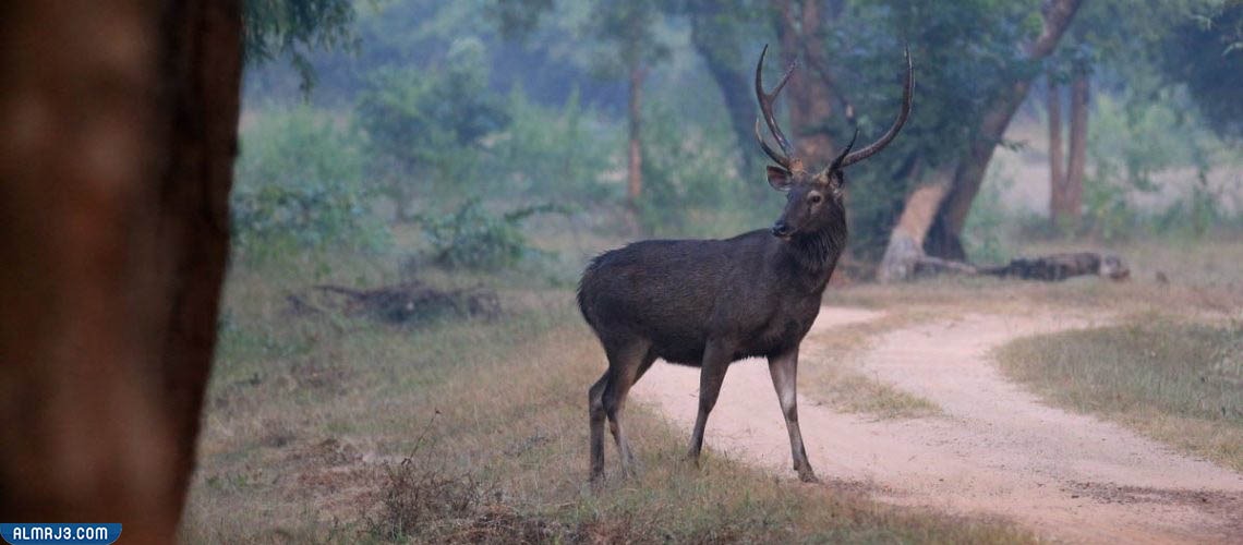 غزلان السامبار الهندي