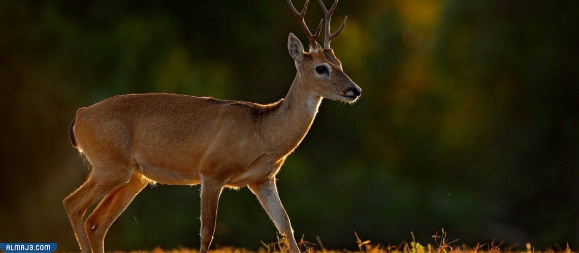 غزلان بامباس