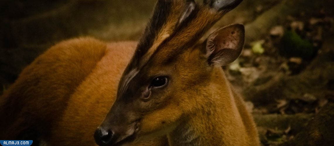 غزلان منتجك بورنيو الأصفر