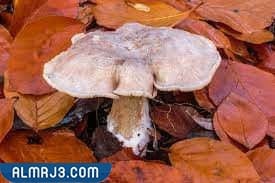 فطر النبيولاريس.