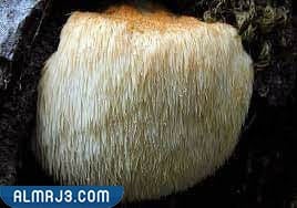 فطر هريسيوم ايريناسيوس(رأس القرد)