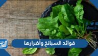 فوائد السبانخ وأضرارها والقيمة الغذائية للسبانخ