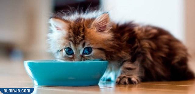 فوائد تربية القطط