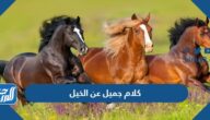 كلام جميل عن الخيل ، عبارات وأقوال عن الخيل كلام جميل عن الخيل ، عبارات وأقوال عن الخيل