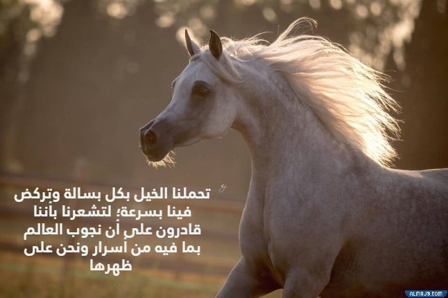 كلام جميل عن الخيل بالصور