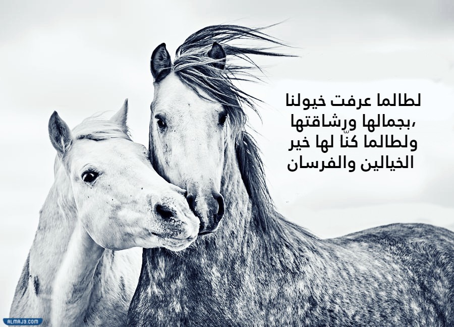 كلام جميل عن الخيل بالصور