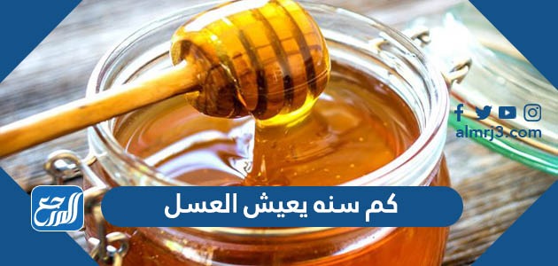 كم سنه يعيش العسل