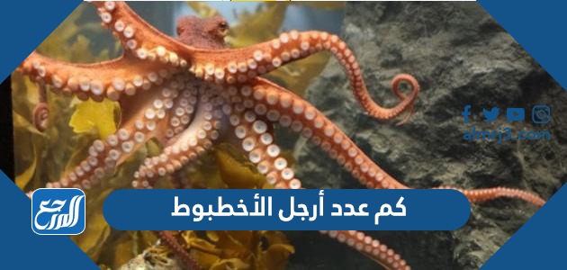 كم عدد أرجل الأخطبوط