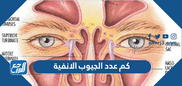 كم عدد الجيوب الانفية