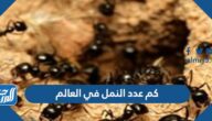 كم عدد النمل في العالم