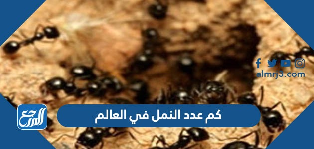 في العالم عدد النمل كم كم عدد