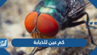 كم عين للذبابة