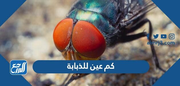 الأسطح تمكنها الذباب هناك على الوقوف مقلوبة. أرجل من في تراكيب أيسر سلاح