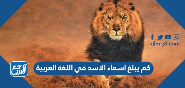 كم يبلغ اسماء الاسد في اللغة العربية
