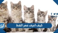 كيف اعرف عمر القط