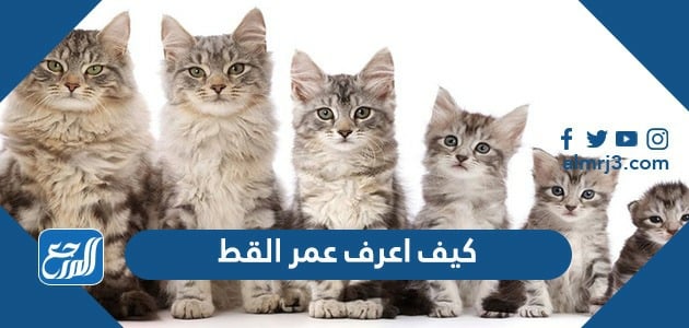 كيف اعرف عمر القط