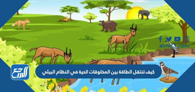 كيف تنتقل الطاقة بين المخلوقات الحية في النظام البيئي