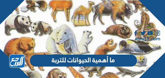 ما أهمية الحيوانات للتربة