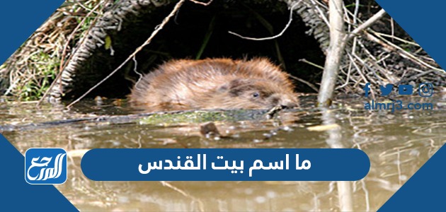 ما اسم بيت القندس