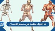 ما اطول عظمه في جسم الانسان