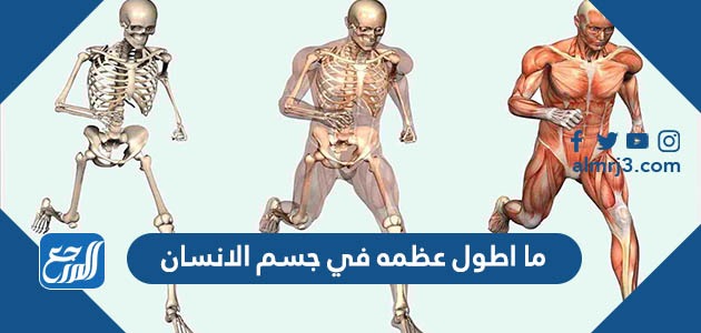 ما اطول عظمه في جسم الانسان